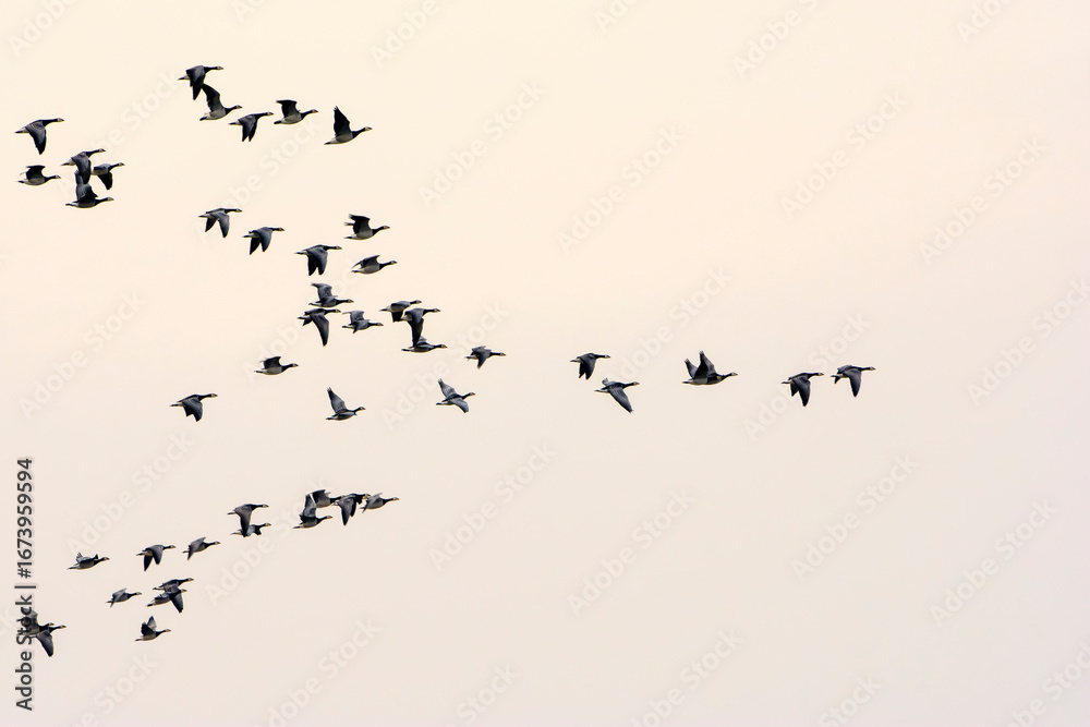 Obraz premium Barnacle Goose (Branta leucopsis) flock in flight at sunset, Zeeland, Netherlands.