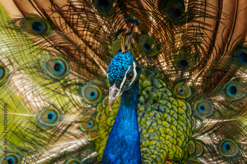 Obraz premium Close-up of a peacock with vibrant blue plumage and an impressive fan of colorful feathers, showcasing its striking beauty.