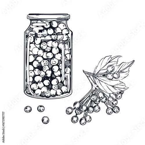 Viburnum berry jam in a glass jar, a viburnum branch with berries, a leaf. All objects are hand-drawn with ink. The illustration is suitable for printing on products with products, store decoration.