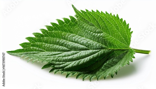 green perilla herb with fresh foliage