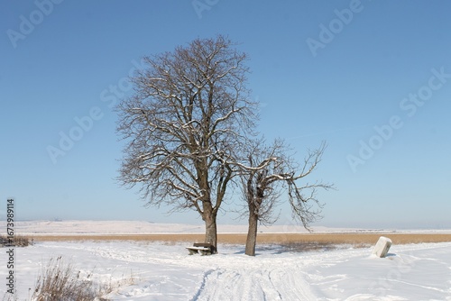Chestnut trees in winter at the edge of the opencast mine in 52399 Bürgewald (Morschenich-Alt),NRW,Germany,on January 18,2024