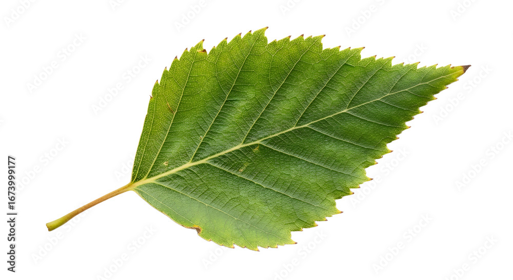 Fototapeta premium Isolated Green Leaf on Black Background