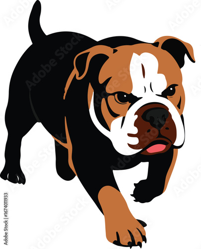 Australian bulldog running forward energetic canine pet portrait