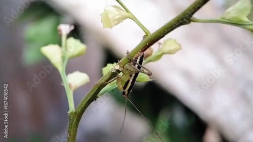 Beautiful Macro Video of a Striped Grasshopper Crawling and Moving on a Green Plant Stem in Nature