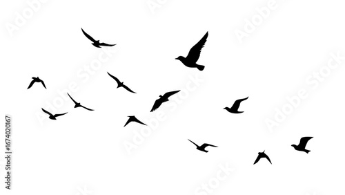 Flock of birds in flight silhouette on white background flying wings
