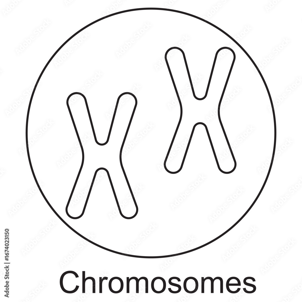 Fototapeta premium Chromosomes Icon, DNA Chromosomes Icon, Genetic Chromosomes Icon, Medical Chromosomes Icon, Biology Chromosomes Icon, Research Chromosomes Icon, vector
