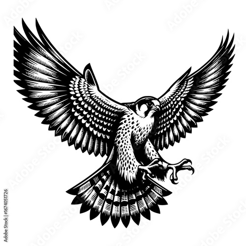 A falcon  in an aggressive postion image illustration vector