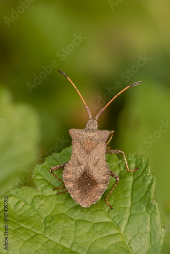 Dock bug, Coreus marginatus sitting on a leaf, close up