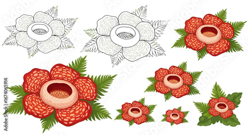 Rafflesia Arnoldii Flower Vector Set with Fern Leaves