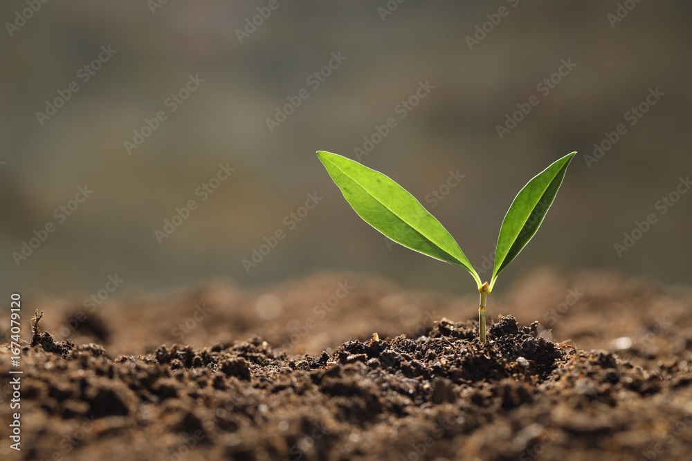 Fototapeta premium Young plant with green leaves growing from soil outdoors, closeup. Space for text