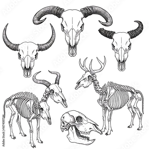 Intricate Ink: Animal Skull & Bone Studies