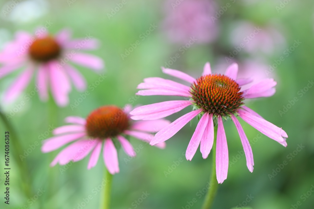 Obraz premium Beautiful pink echinacea flowers growing outdoors, closeup