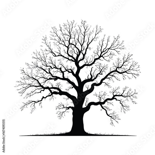Elegant Silhouette Illustration of a Deciduous Tree with Sparse Leaves on White Background