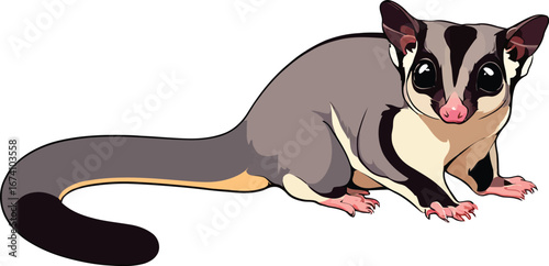 Cute cartoon a illustrator vector sugar glider