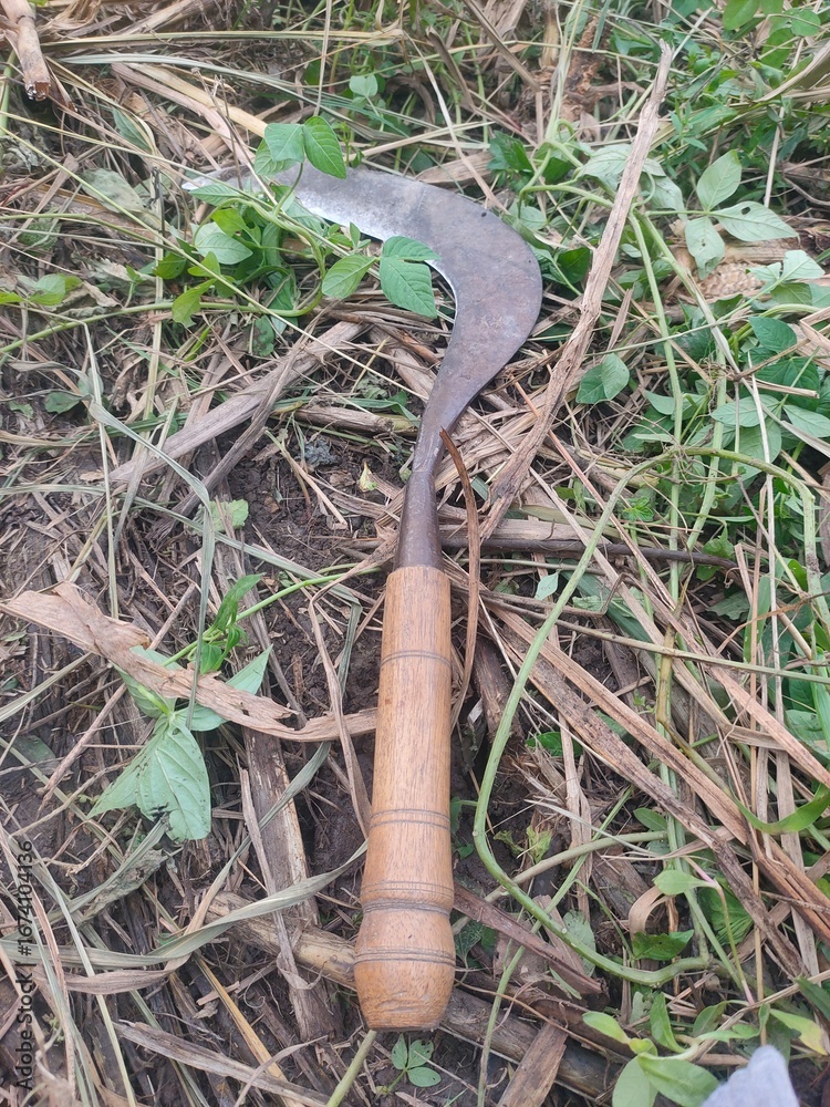 Fototapeta premium sickle in the grass