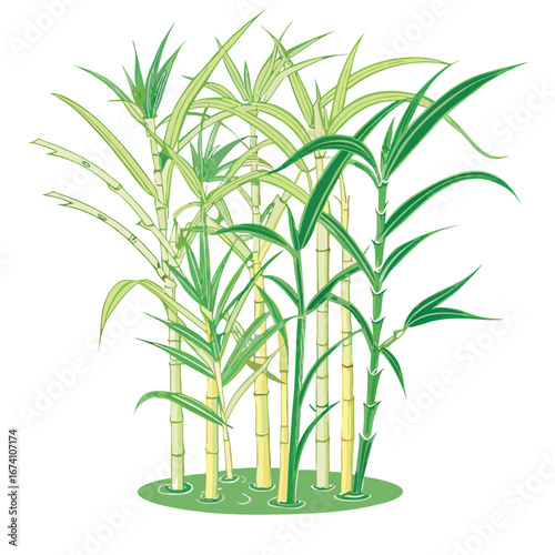 Lush green bamboo stalks with yellow accents leaves