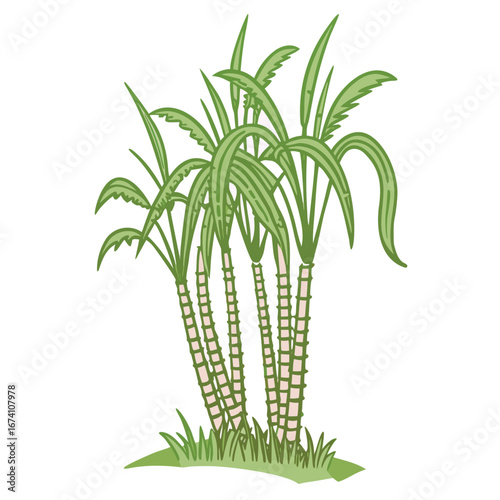 Green sugarcane stalks with leafy tops and grass leaves