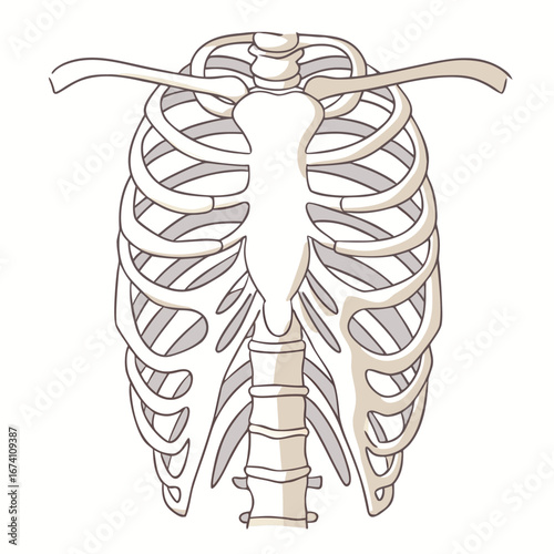 Human rib cage thoracic spine and clavicle bones anatomy chest