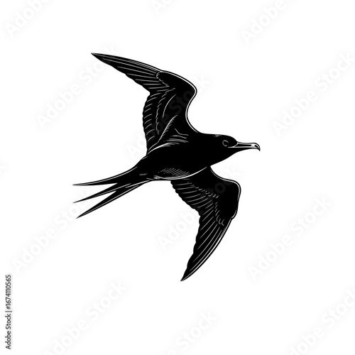 Elegant frigatebird soars gracefully overhead a symbol of freedom and adventure originally a scalable vector graphic