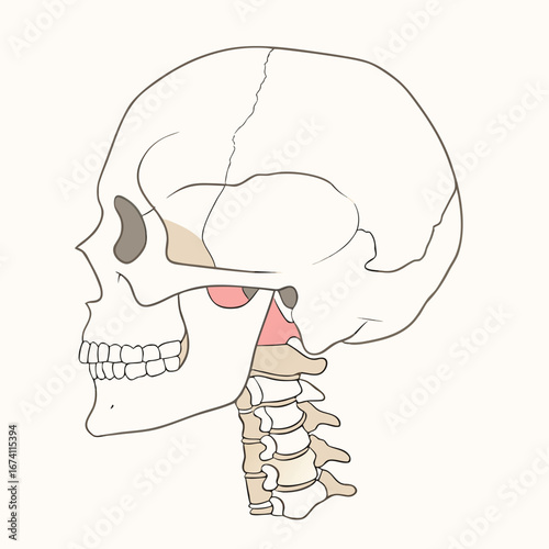 Human skull and cervical vertebrae anatomy illustration head neck