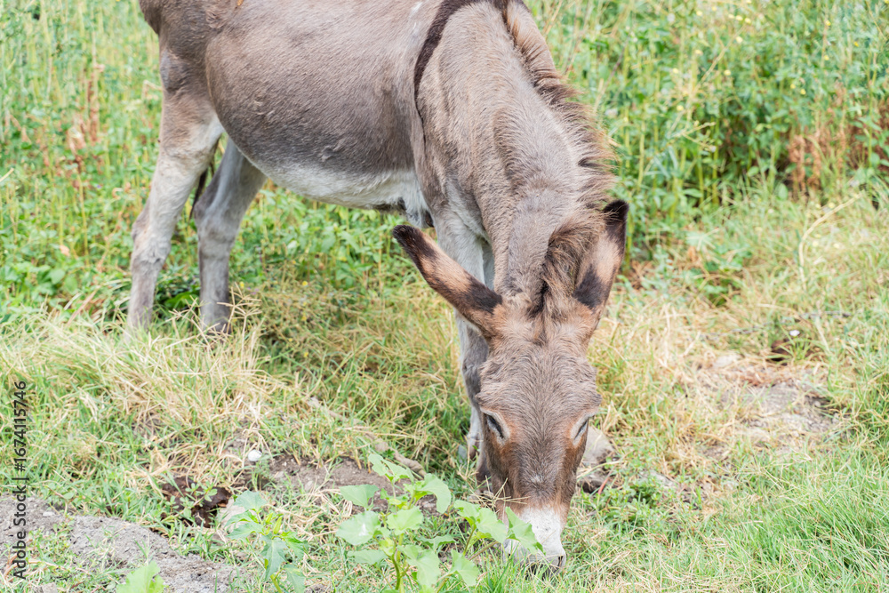 Fototapeta premium donkey eating grass on a lawn on a bright sunny day 