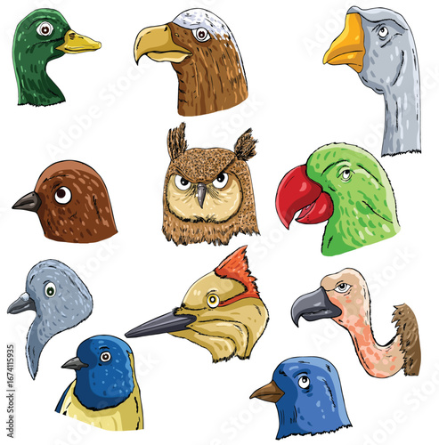 science of hand drawn vector diagrams of different birds heads and Bird beaks clipart.