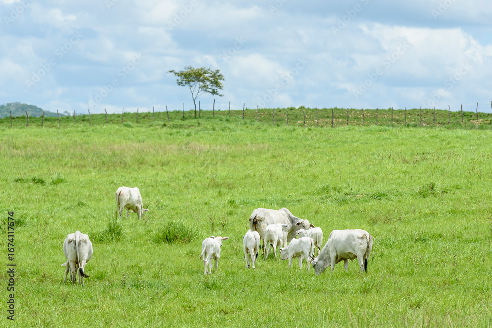 Obraz premium Nelore Cattle Grazing in Green Pasture in Jacaraú, Paraíba, Brazil
