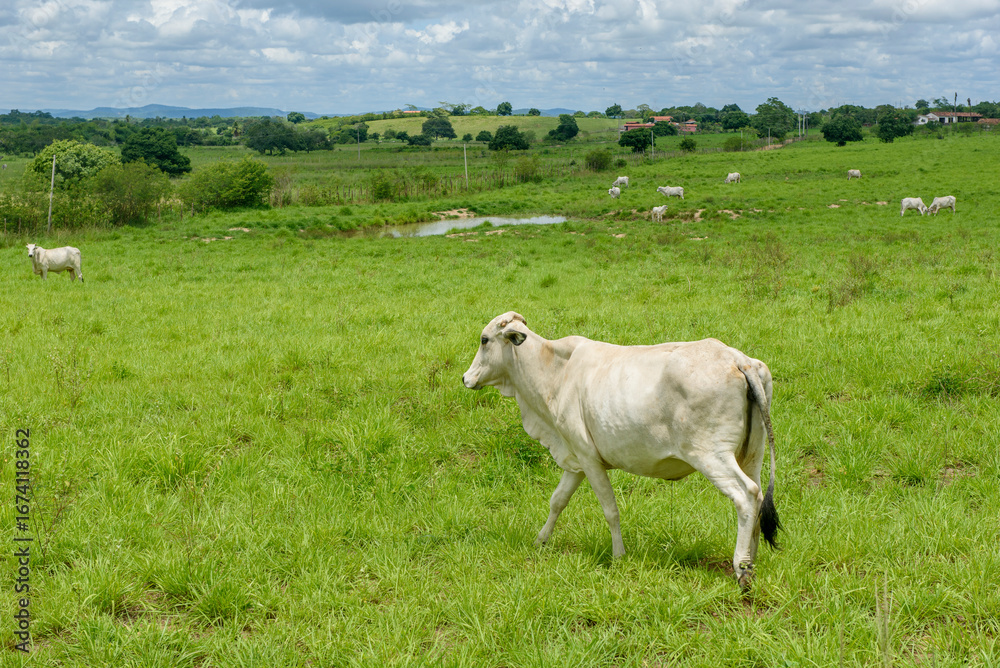 Fototapeta premium Nelore Cattle Grazing in Green Pasture in Jacaraú, Paraíba, Brazil