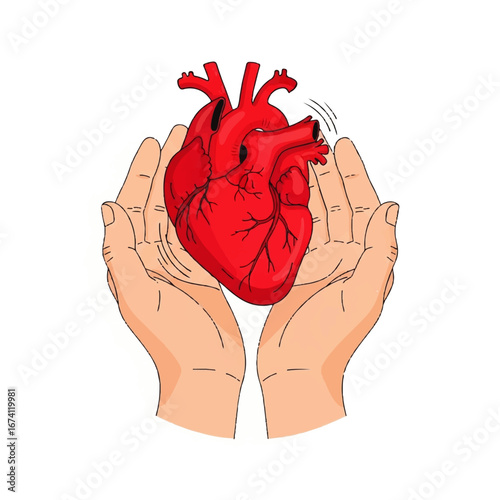 Human Heart Held Gently in Caring Hands