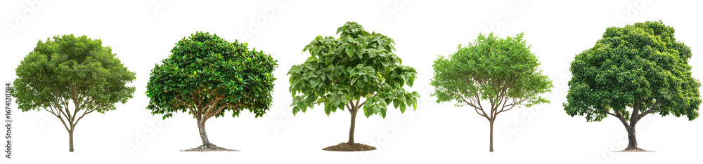 Obraz premium Patchouli Tree isolated on transparent background