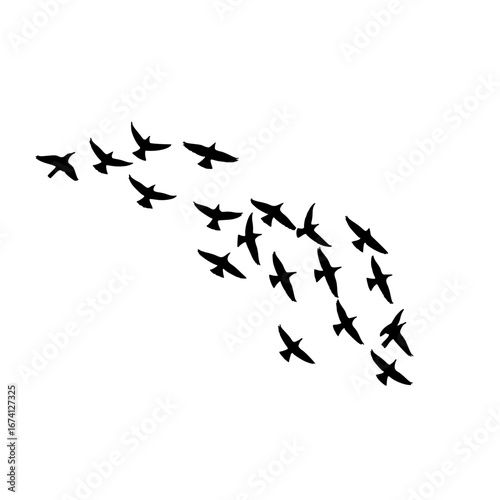 birds in flight