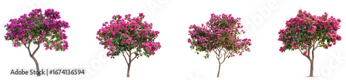 Bougainvillea Glabra Tree isolated on transparent background