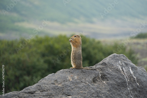 Close-up of a prairie dog holding a nut in its paws on a sunny day. High resolution wildlife photo