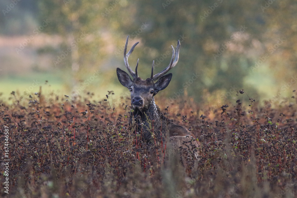 Obraz premium Majestic deer resting in autumn field