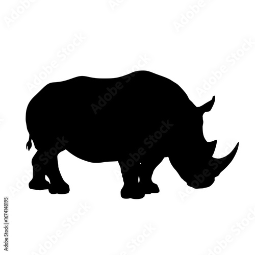 rhino isolated on white