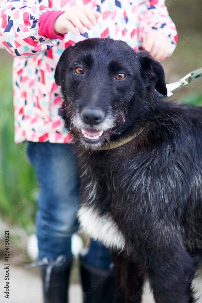 Fototapeta premium portrait of a black dog shorthaired pointer with a girl