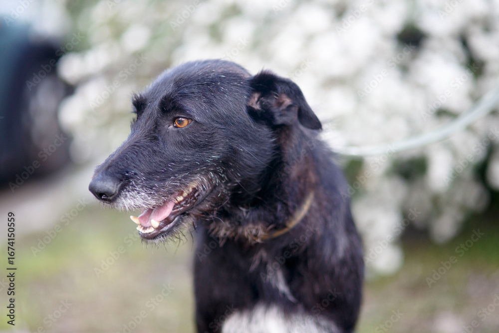 Fototapeta premium portrait of a black dog shorthaired pointer