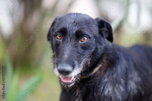 portrait of a black dog shorthaired pointer
