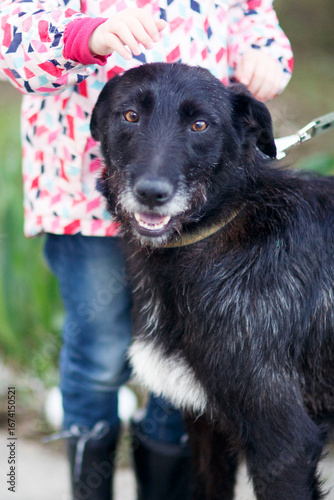 portrait of a black dog shorthaired pointer with a girl