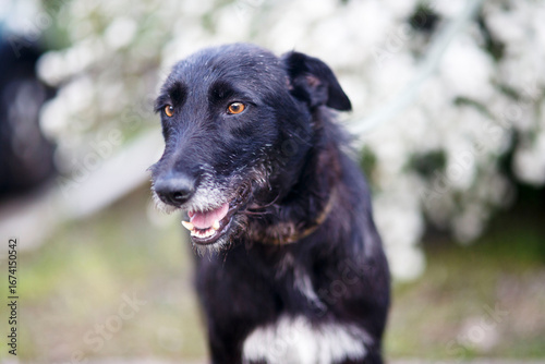 portrait of a black dog shorthaired pointer