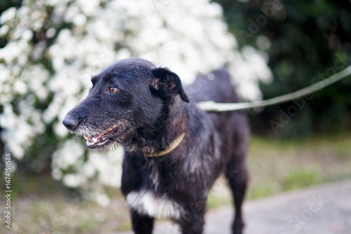 black dog on the grass