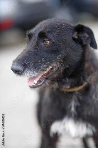 portrait of a black dog