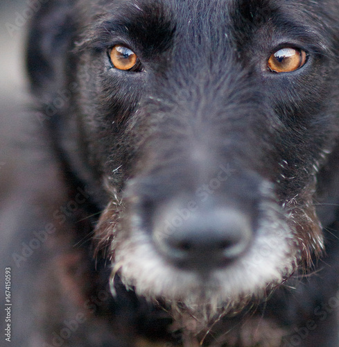 portrait of a shorthaired pointer