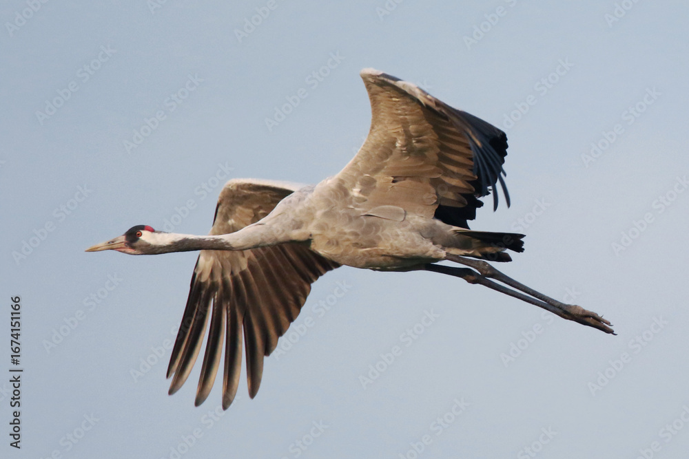 Obraz premium Flying Crane in Clear Sky