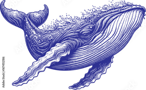 hand drawn illustration of a humpback whale