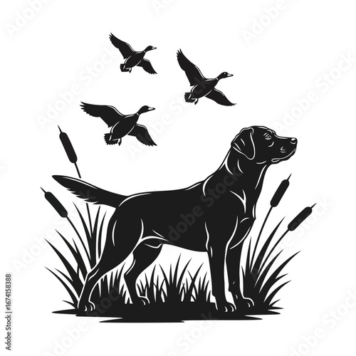 Graceful hunting Labrador in silhouette with Flying Ducks, a wildlife scene