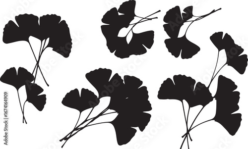 Black Silhouette Ginkgo Biloba Leaves on White Background ginkgo leaves