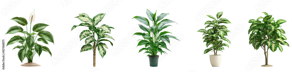 Fototapeta premium Peace Lily Tree isolated on transparent background