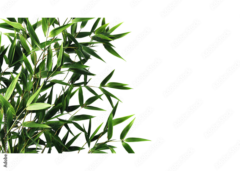 Naklejka premium green bamboo leaves on an isolated on a transparent background in PNG format.