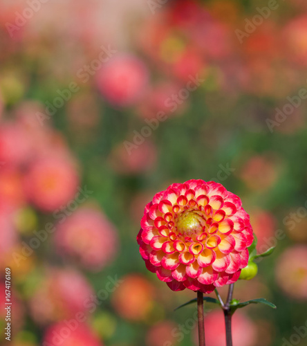 Beautiful close-up of a pompon dahlia